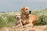 GOLDEN RETRIEVER 293